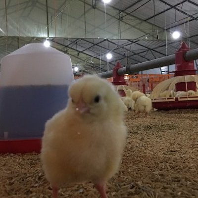 Εσωτερική άποψη πτηνοτροφικής μονάδας